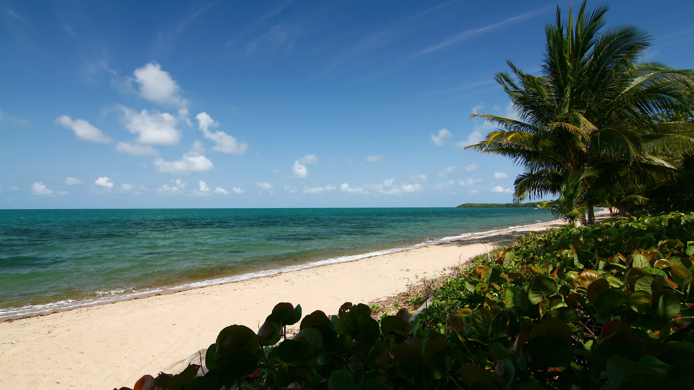 The sandy shore of Almond Beach in Hopkins, with sea grapes and a palm tree by the sea.