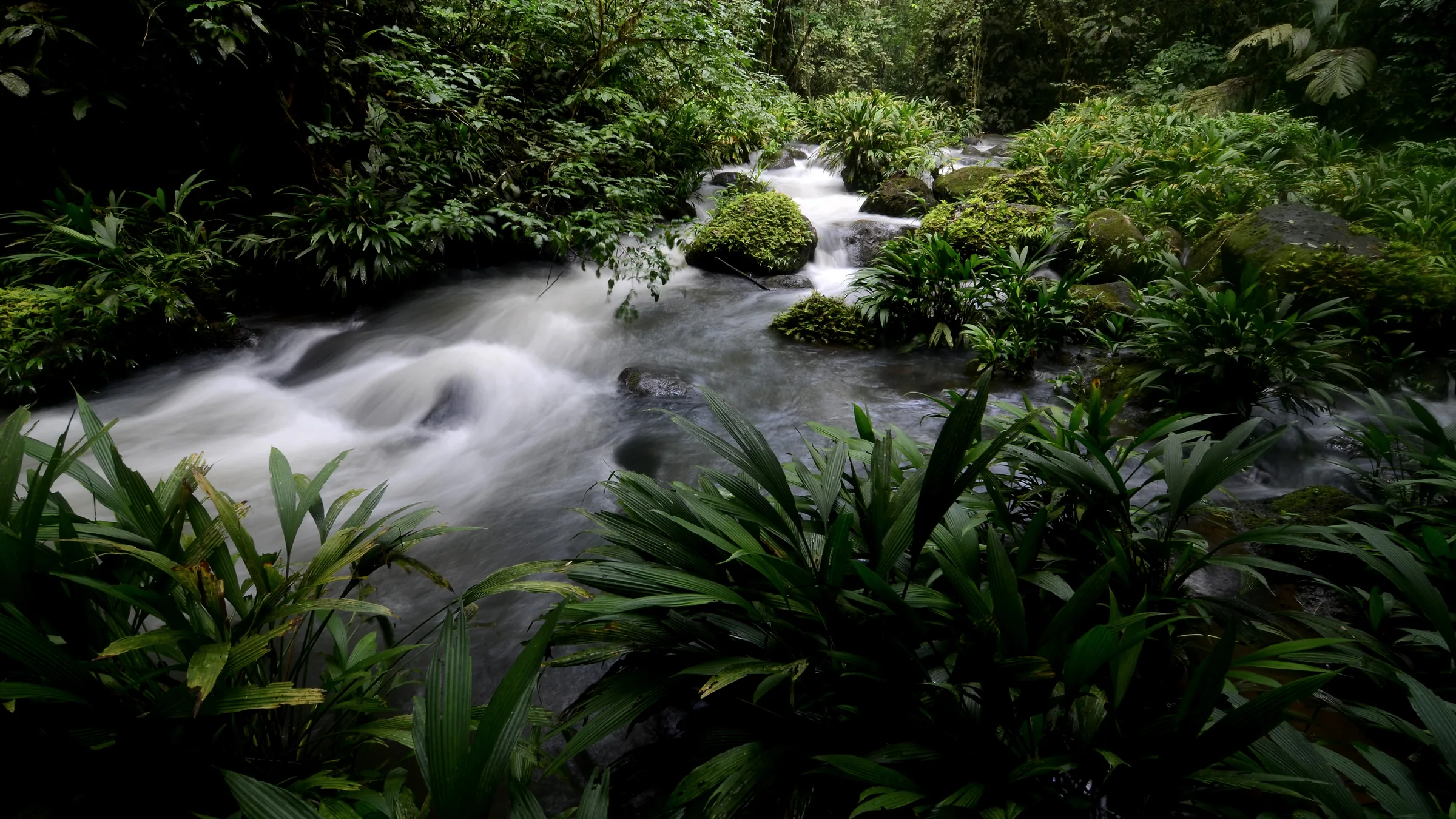 Stream between rocks and dense vegetation in the Sarapiquí rainforest.