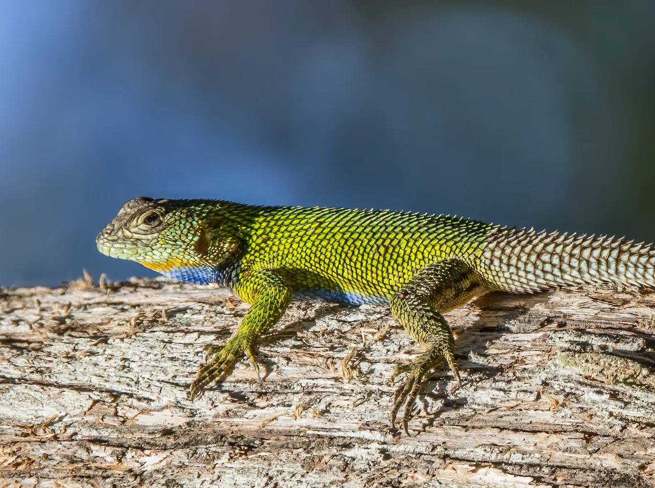 Green lizard on a log, photographed at Finca El Pilar.