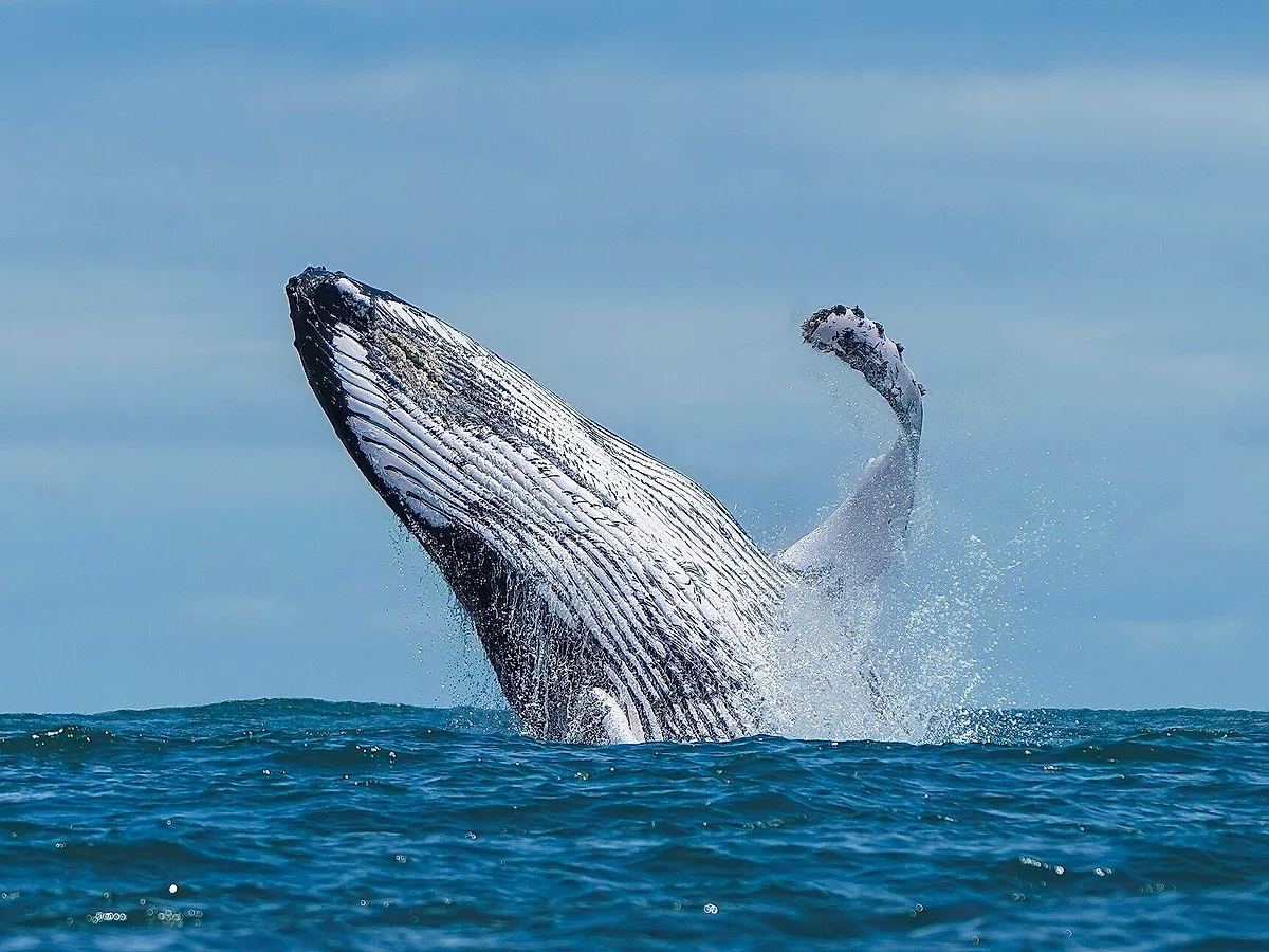 Humpback whale watching