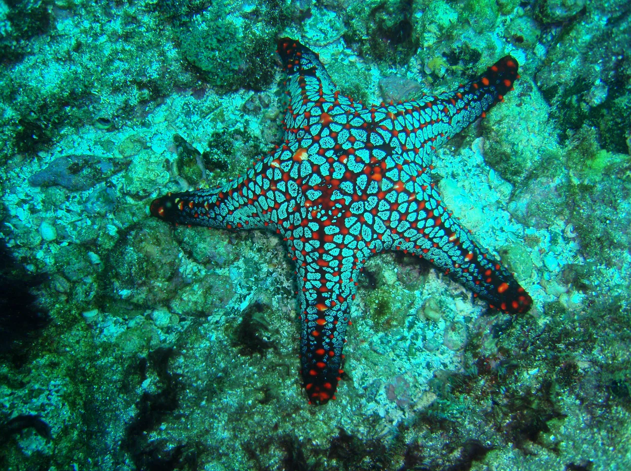 A starfish on the rocky seabed at the Bat Islands.