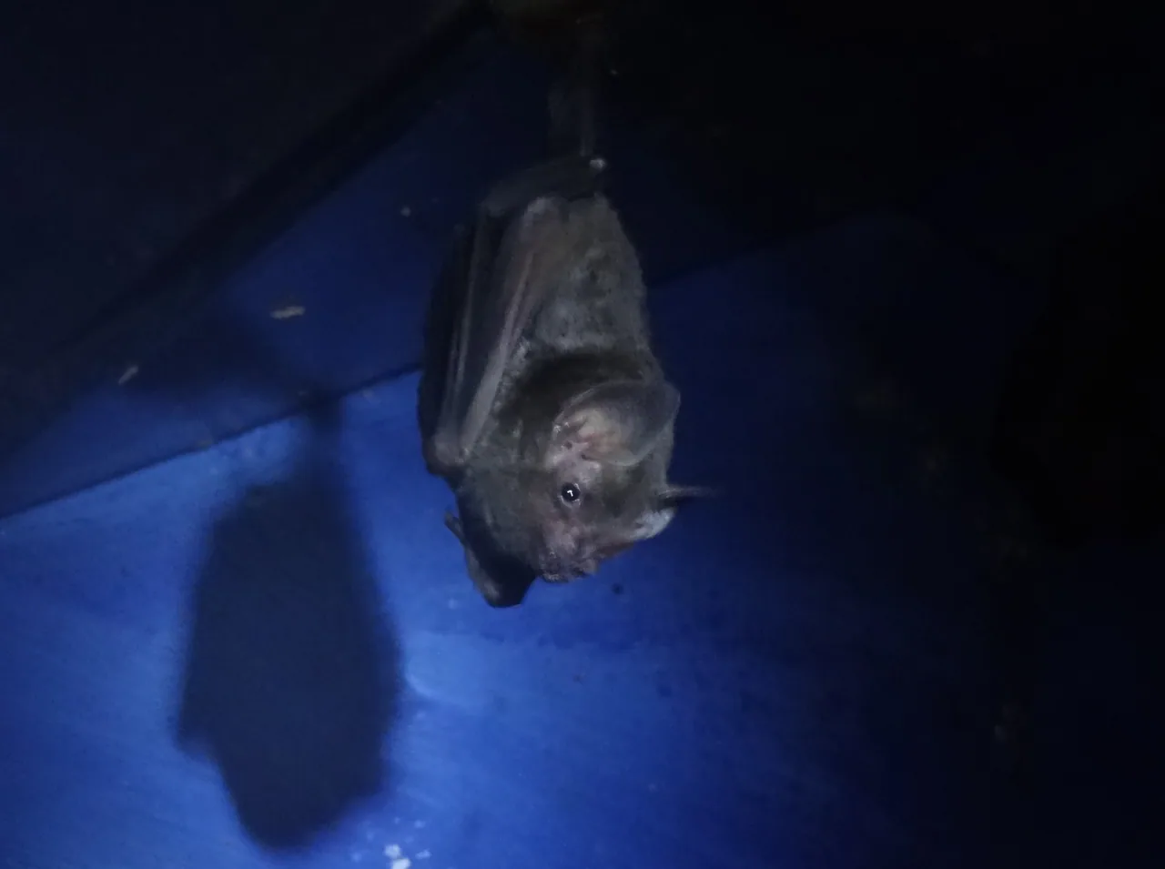A bat hanging upside down under blue light at The Bat Jungle.