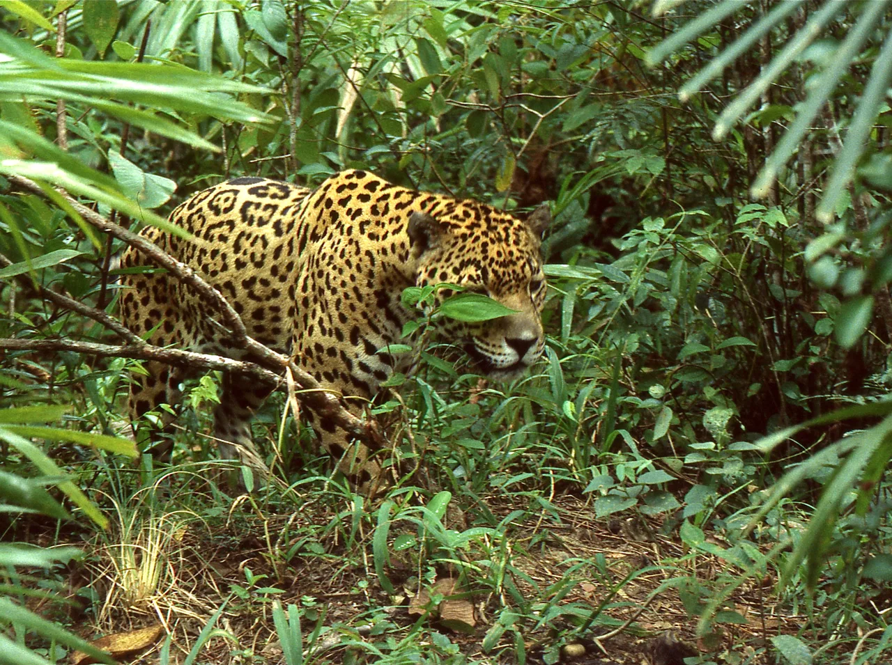 The Belize Zoo