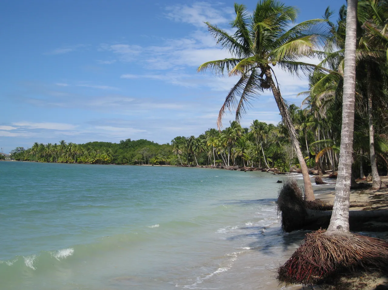 Palmeras inclinadas sobre la arena y el agua turquesa de Boca del Drago.