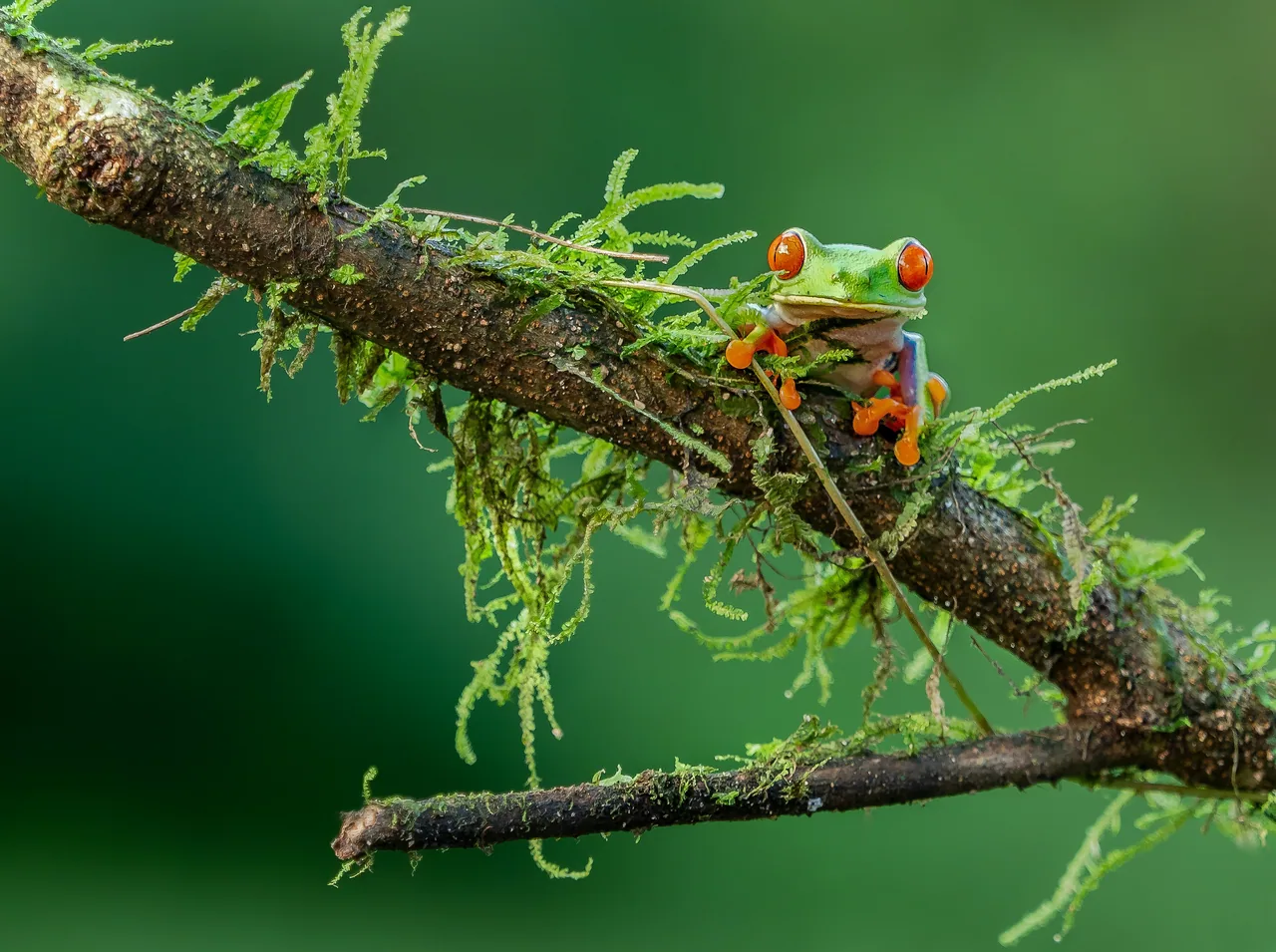 Red-eyed tree frog on a moss-covered branch in La Fortuna.