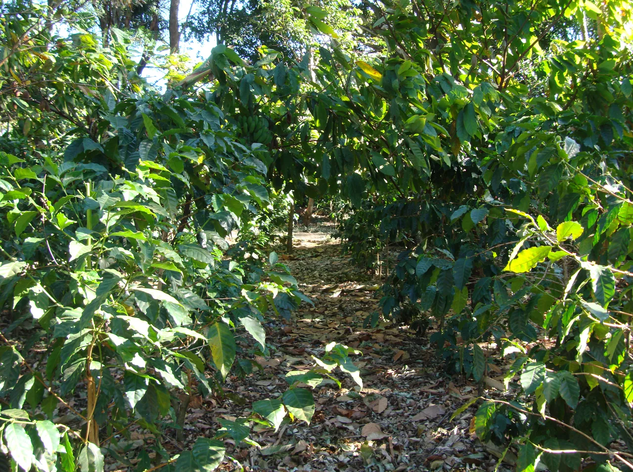 Coffee plants and a path at Café Britt.