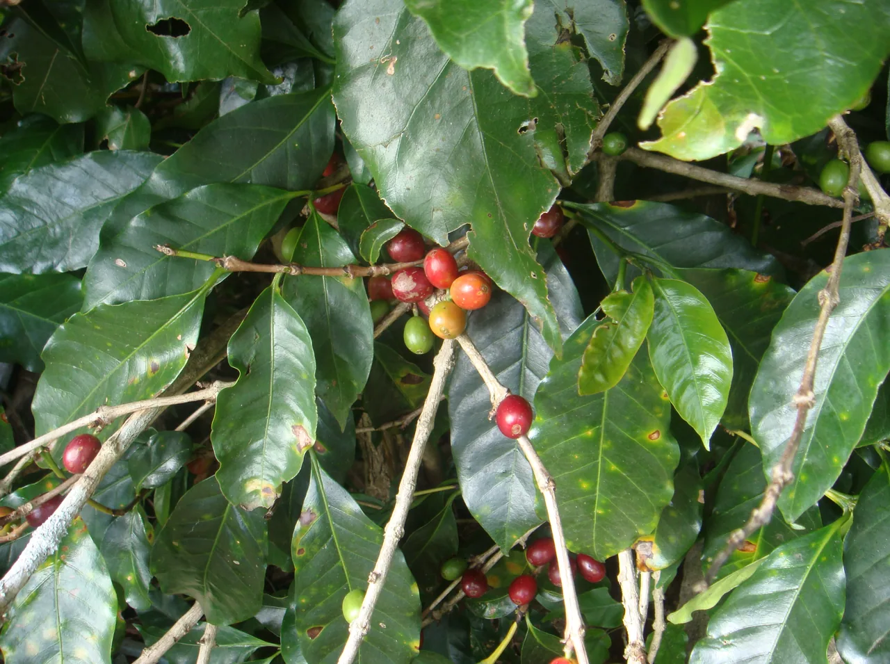 Cerezas de café rojas, naranjas y verdes entre hojas de cafeto en Café Ruiz.