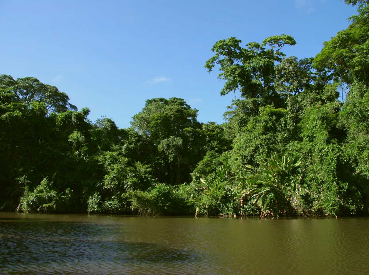 Tropical vegetation along the bank of Caño Harold.