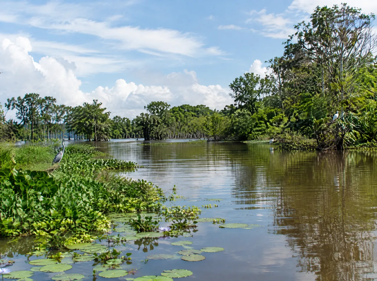 Caño Negro Wildlife Refuge