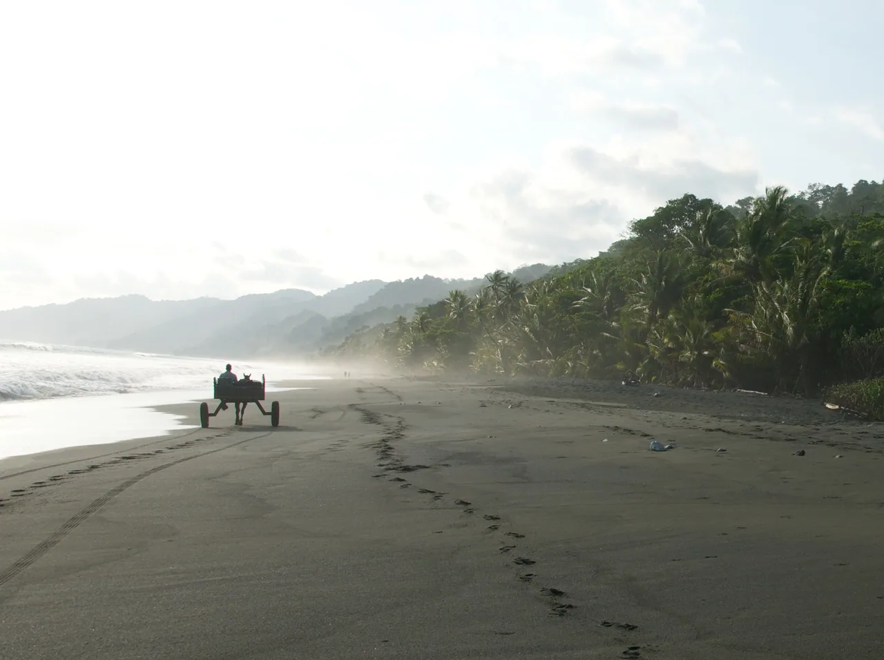 Carate beach beside the rainforest, with tracks and a distant cart on the sand.