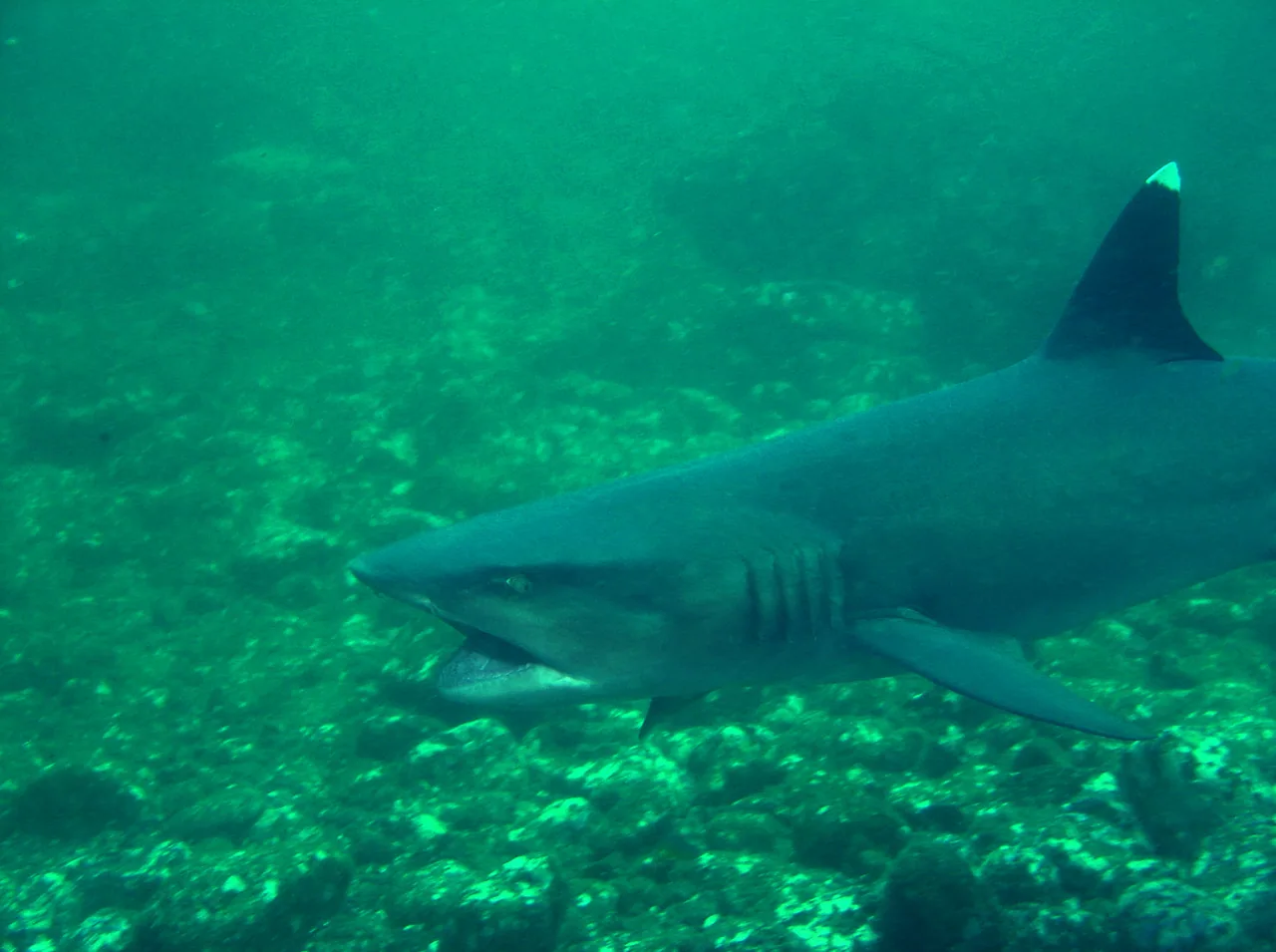 A whitetip shark above a rocky seabed at the Catalina Islands.