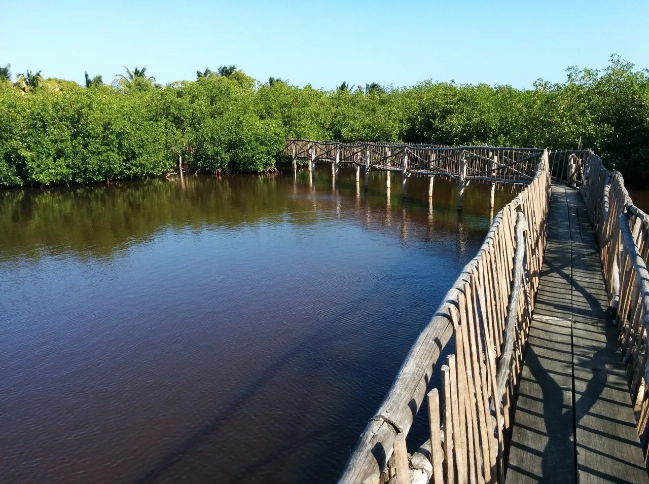 Wooden boardwalk with a railing crossing calm water among mangroves.