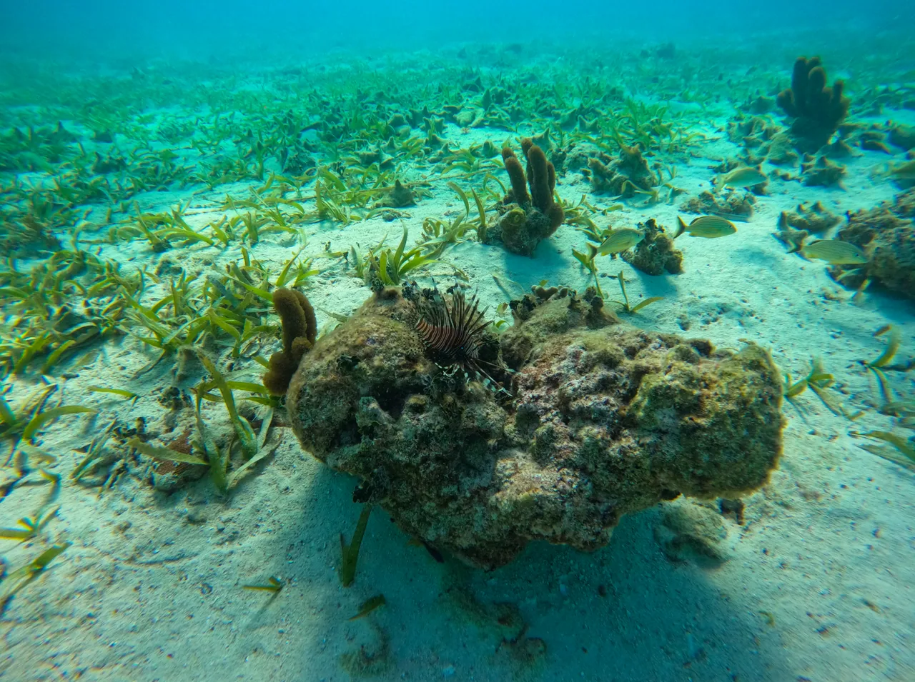 Fish, sponges and seagrass on the sandy seabed at Caye Caulker.