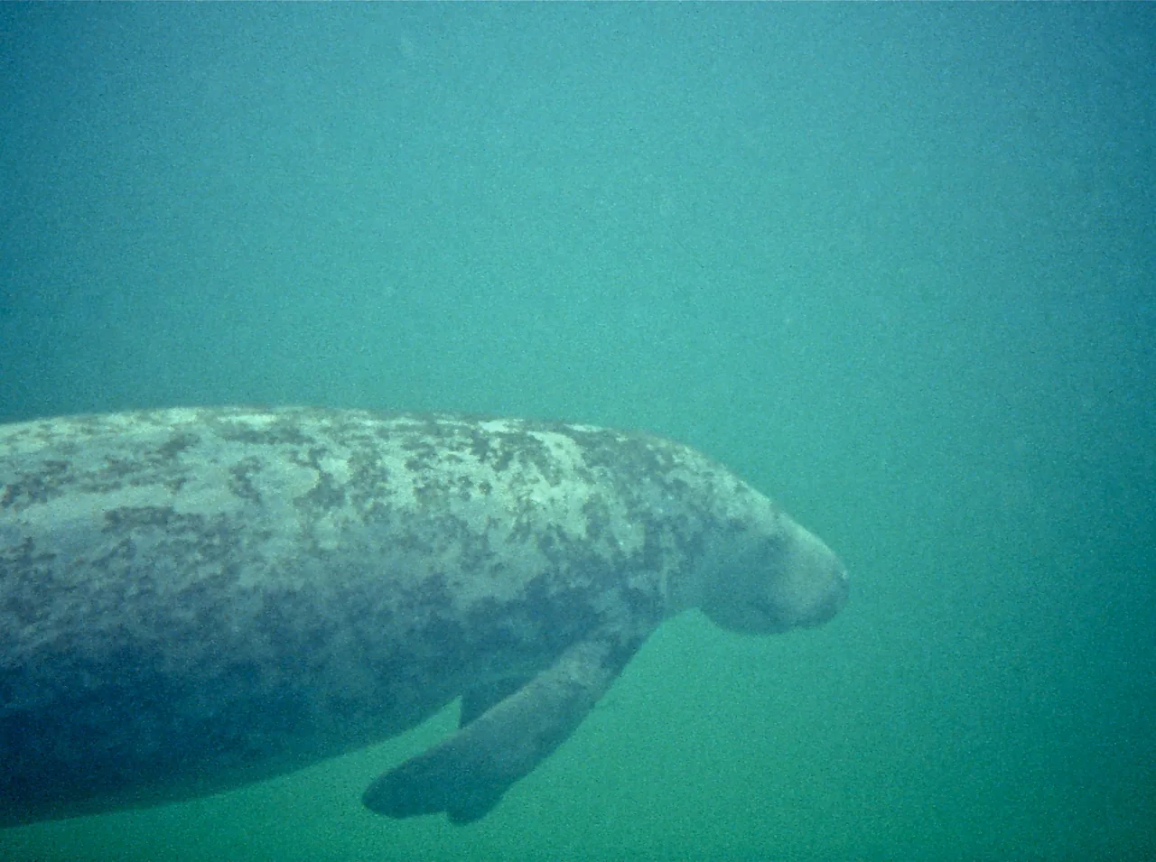 Manatee swimming in profile beneath murky green water.