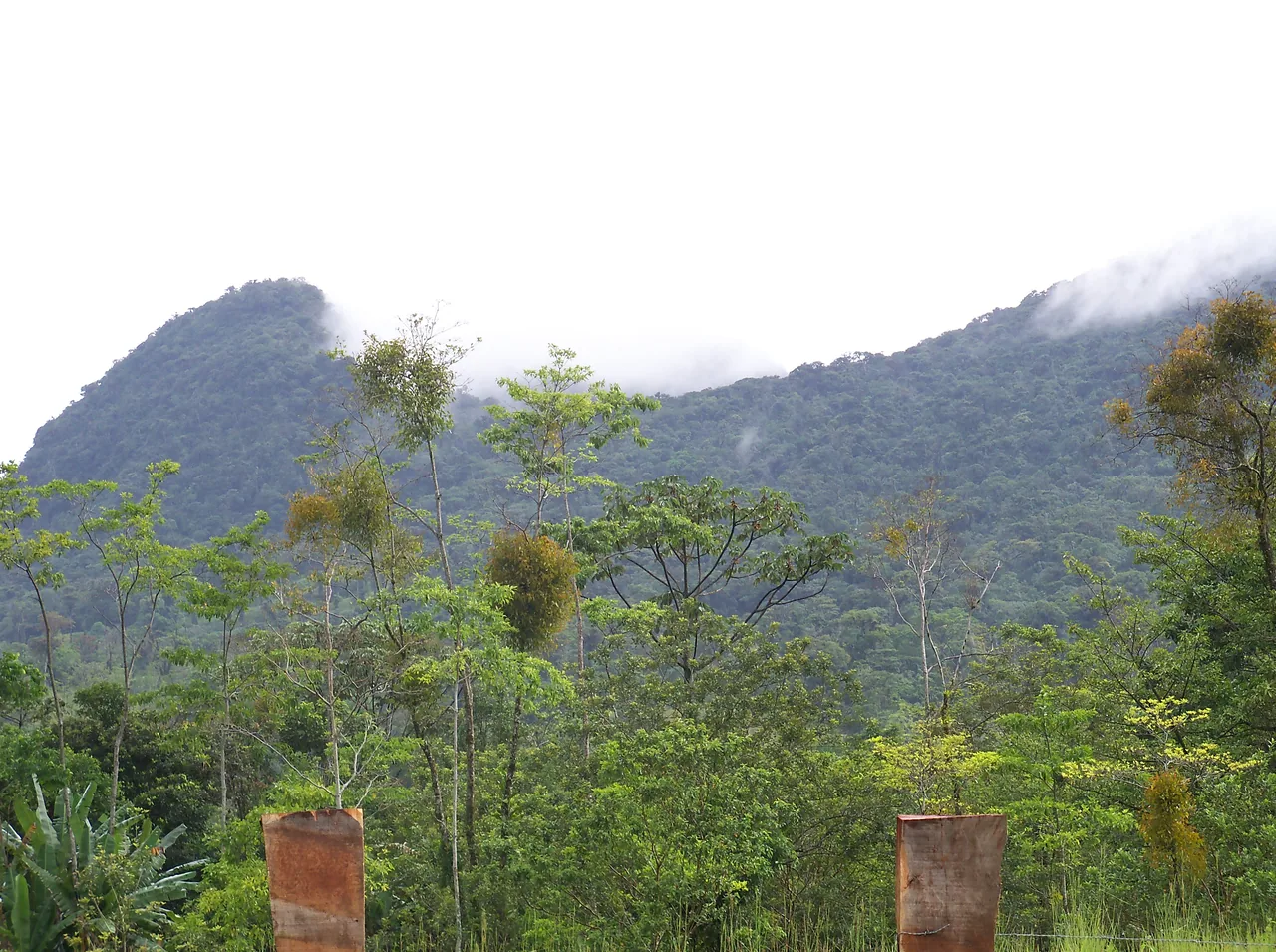 Forested slopes of Cerro Chato amid clouds, with trees and posts in the foreground.