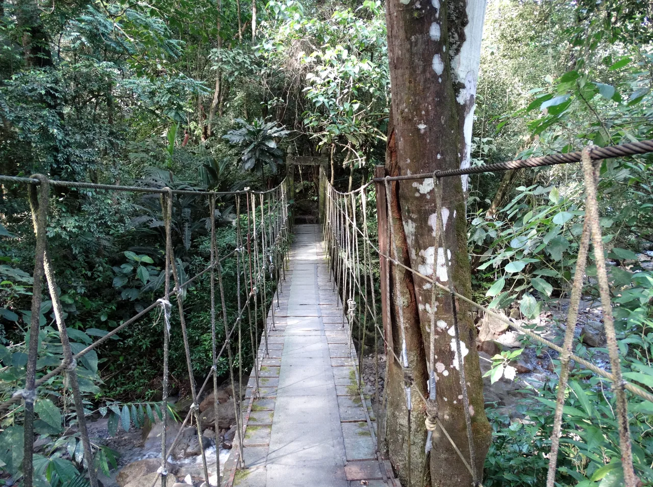 Puente colgante de madera y cuerdas entre los árboles del sendero de El Macho, en El Valle de Antón.