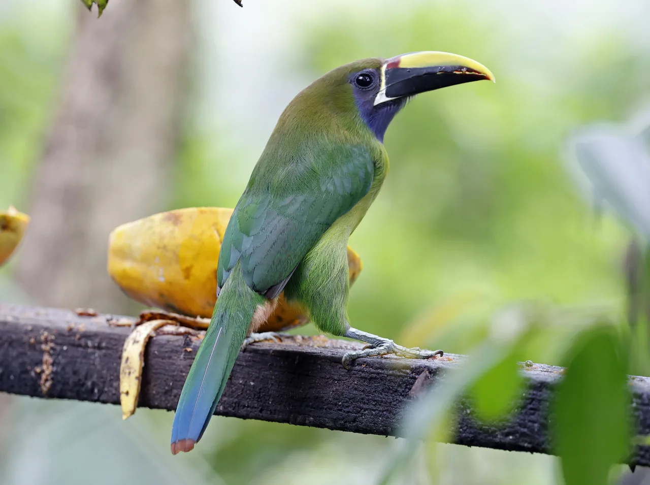 Toucanet beside fruit at a feeder near Cinchona.