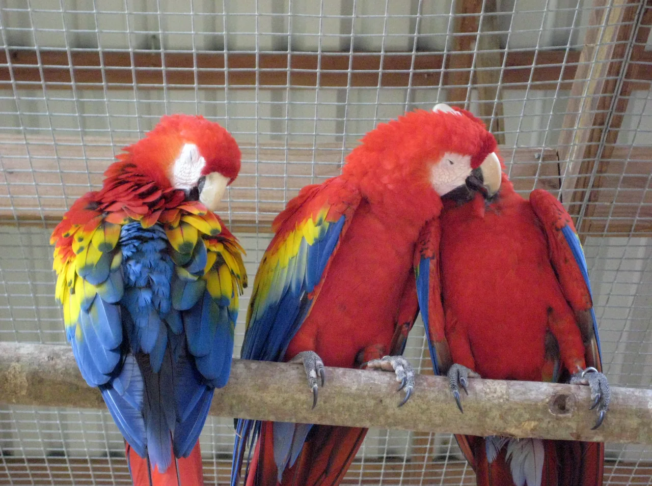Macaw Mountain