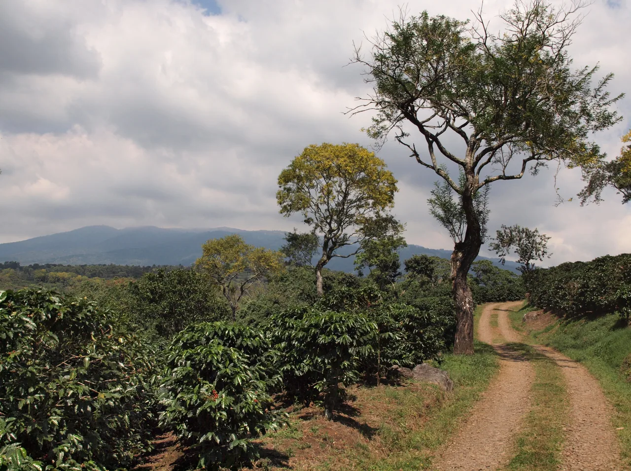 Path among coffee plants at Doka plantation.