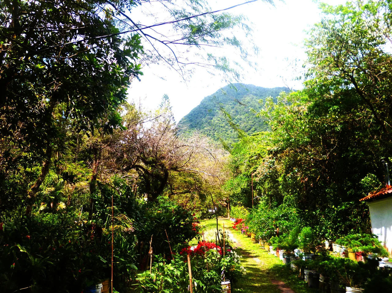 Jardines y vivero de El Níspero con montañas al fondo.