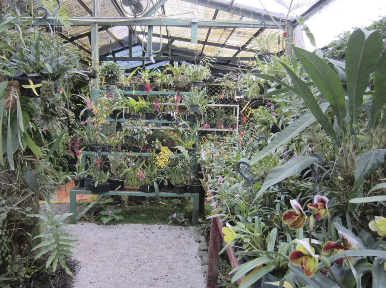Orquídeas en macetas y un pasillo de grava dentro del invernadero de Finca Drácula.