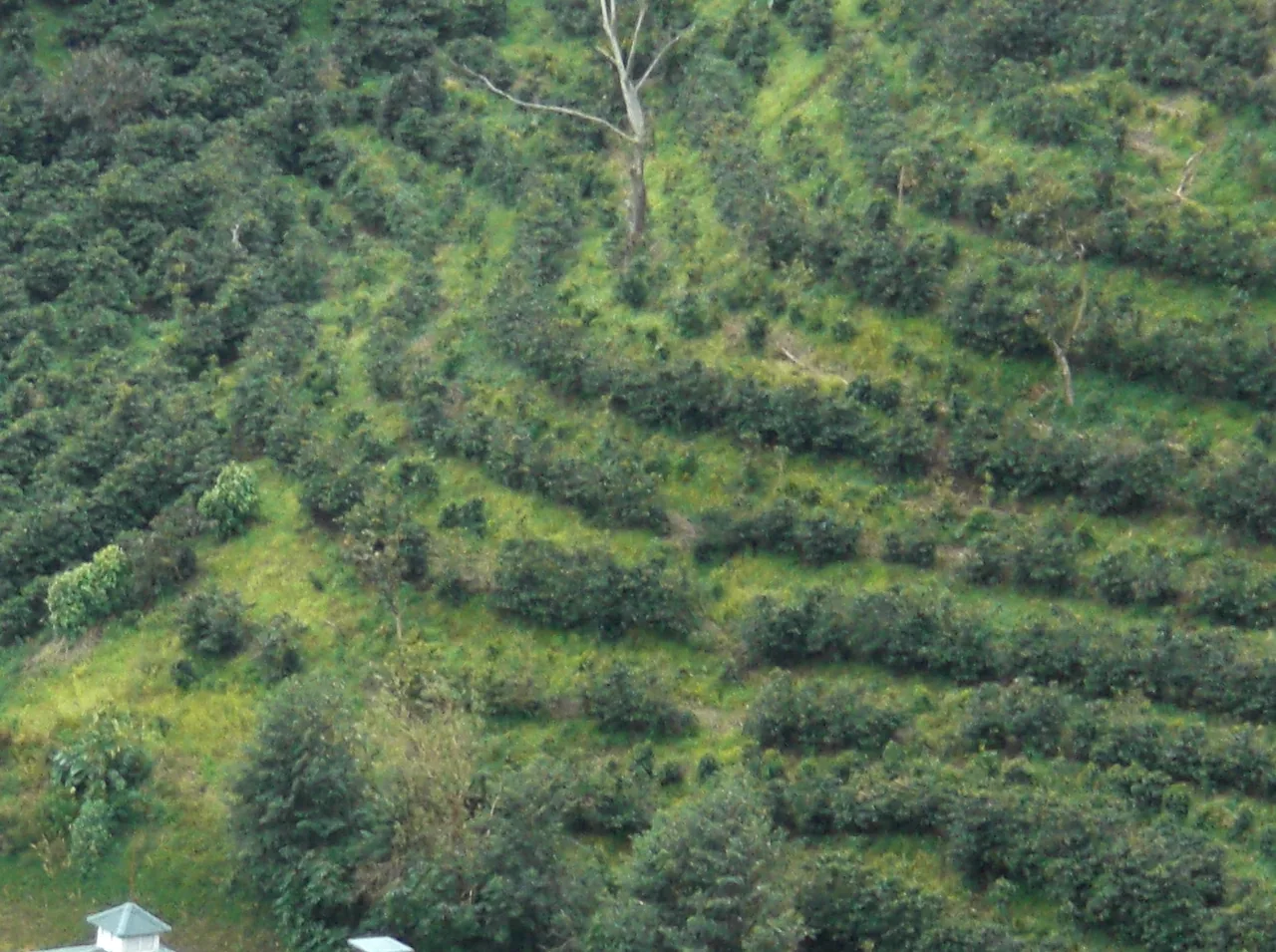 Experiencias de café en Finca Lérida