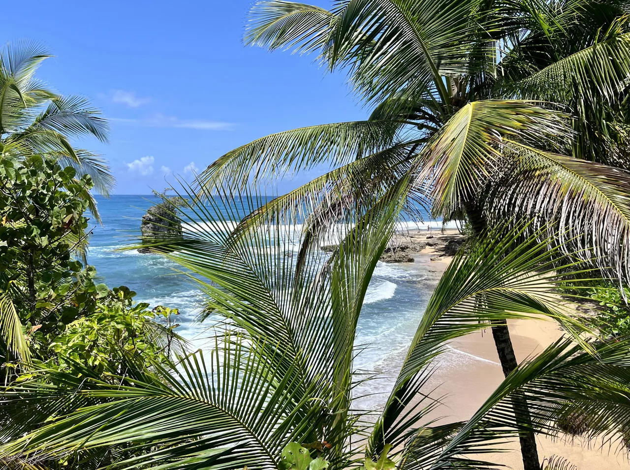 Palm fronds in the foreground above a beach and the sea in Gandoca-Manzanillo.