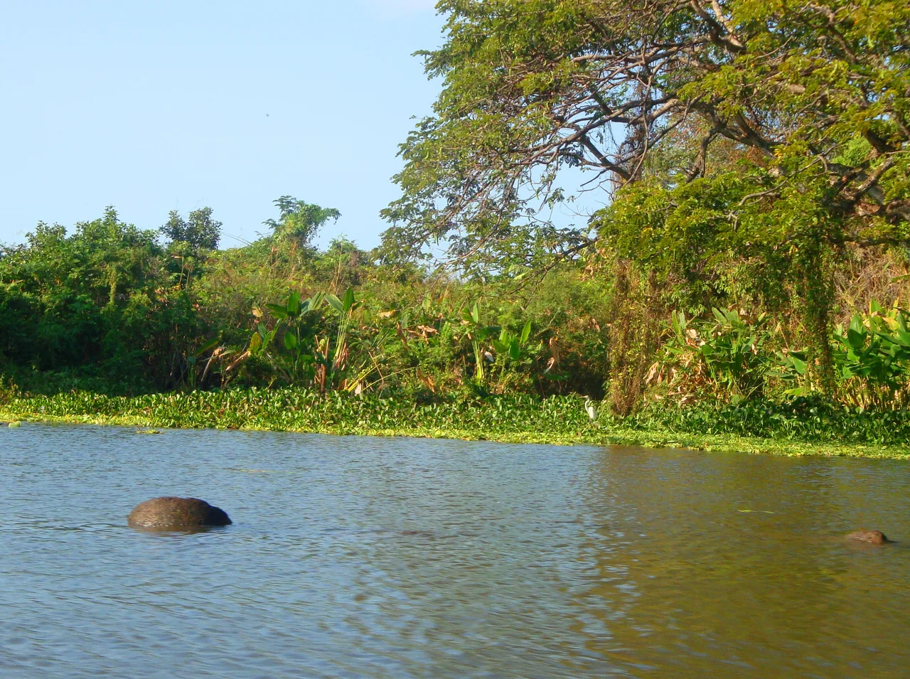 Tree-covered islets and aquatic vegetation beside calm water.