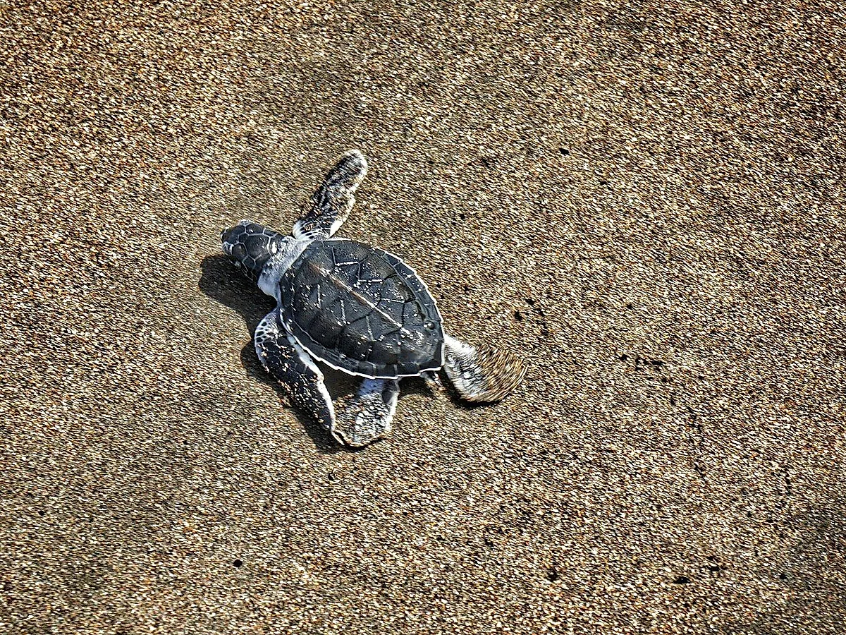 Green turtle nesting tour
