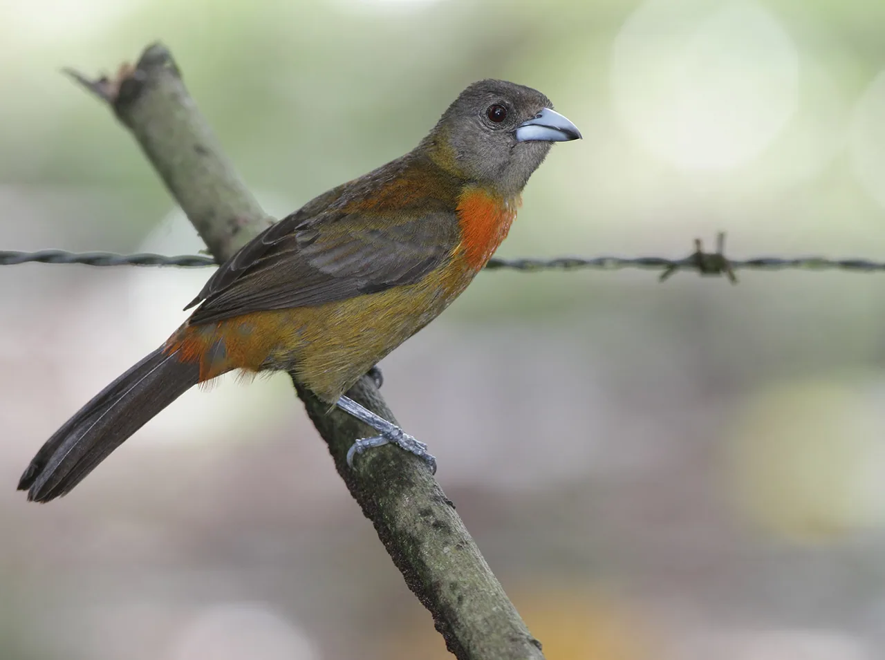 Bird perched on a branch at Hacienda Barú reserve.