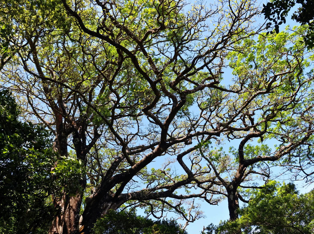 Branches of a large tree with green leaves and blue sky in the background.