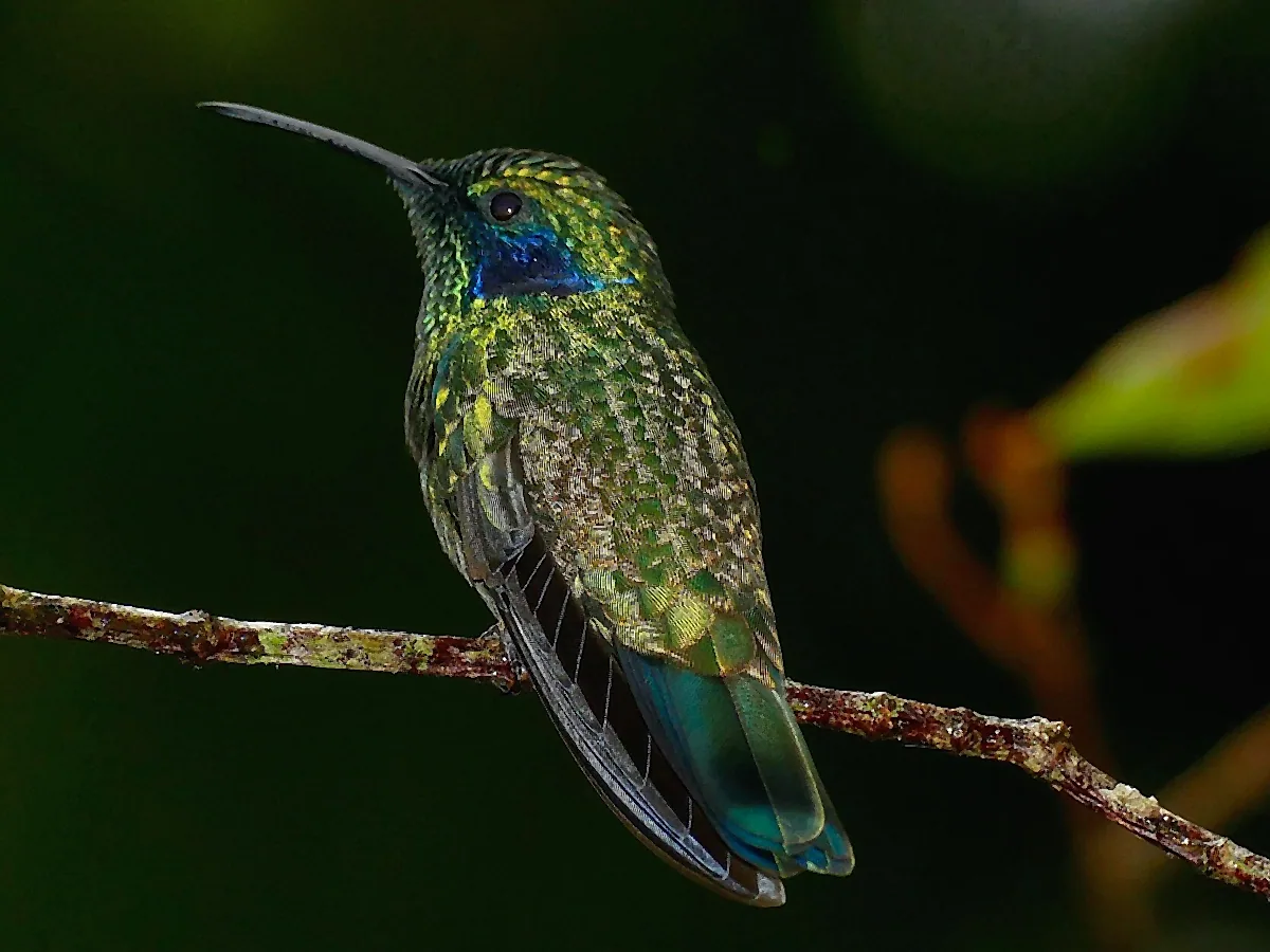 Hummingbird Gallery