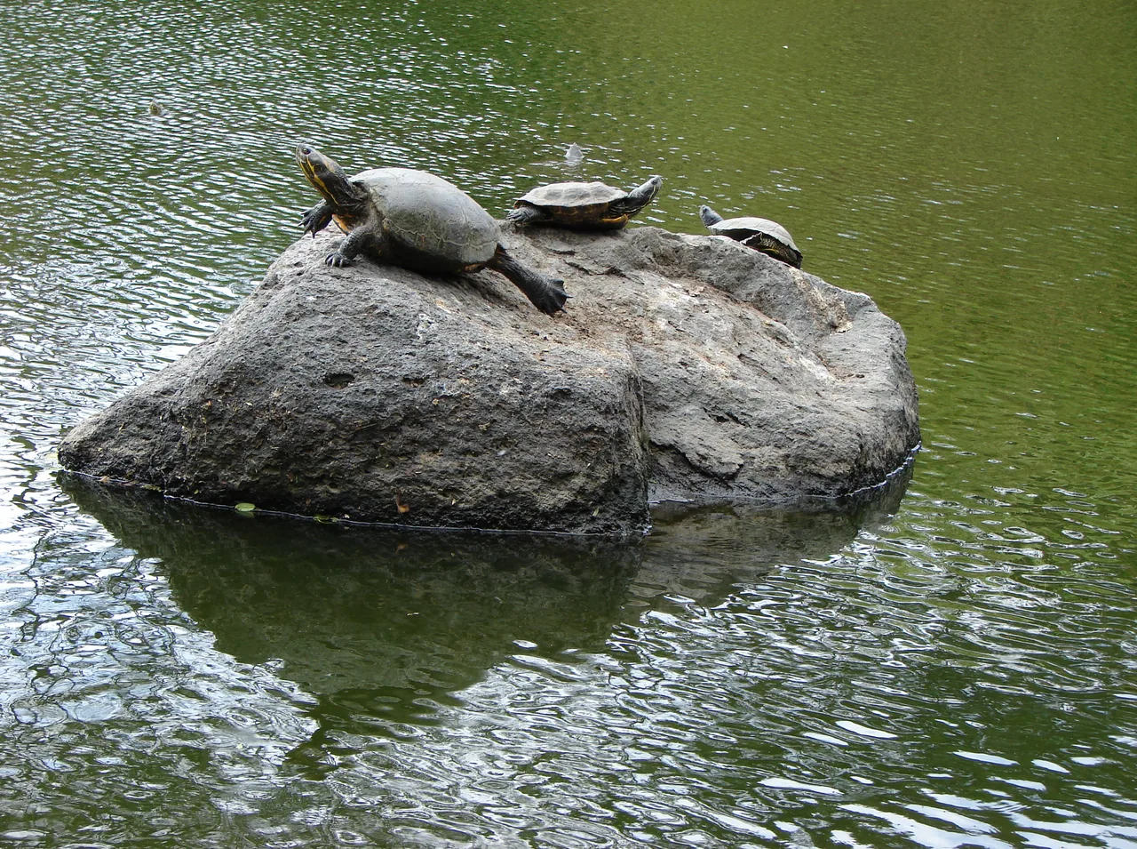 Three turtles on a rock in an INBioparque pond.