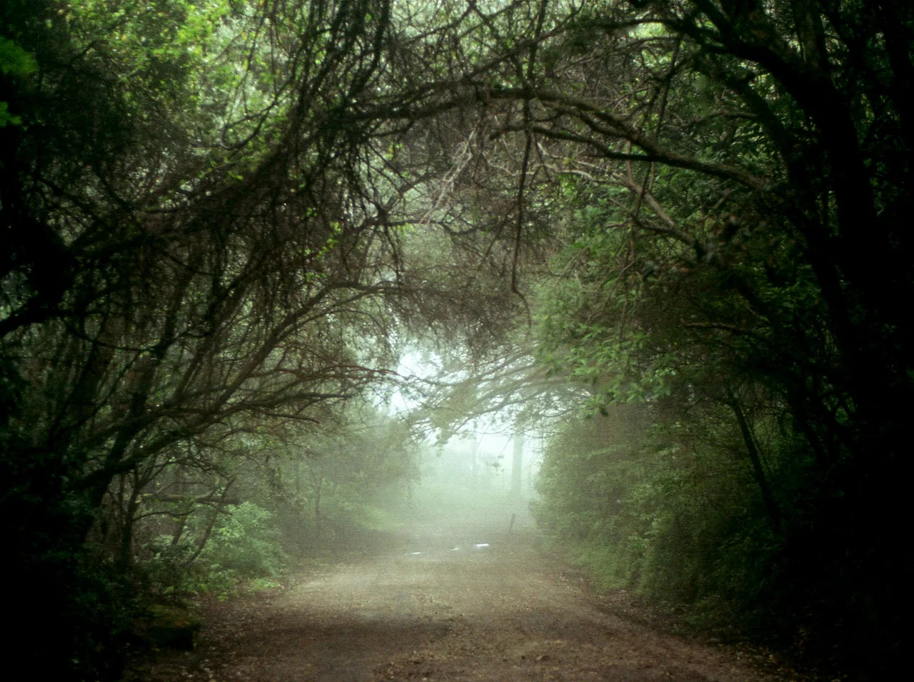 Camino entre árboles cubiertos de musgo y neblina en Prusia.
