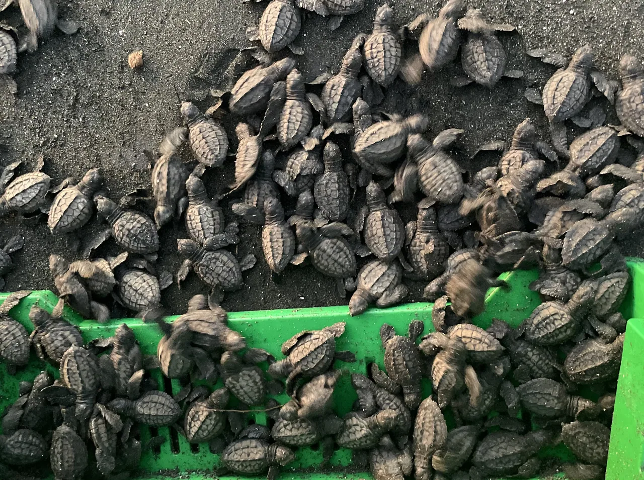 Turtle hatchlings during a release on Isla Cañas.