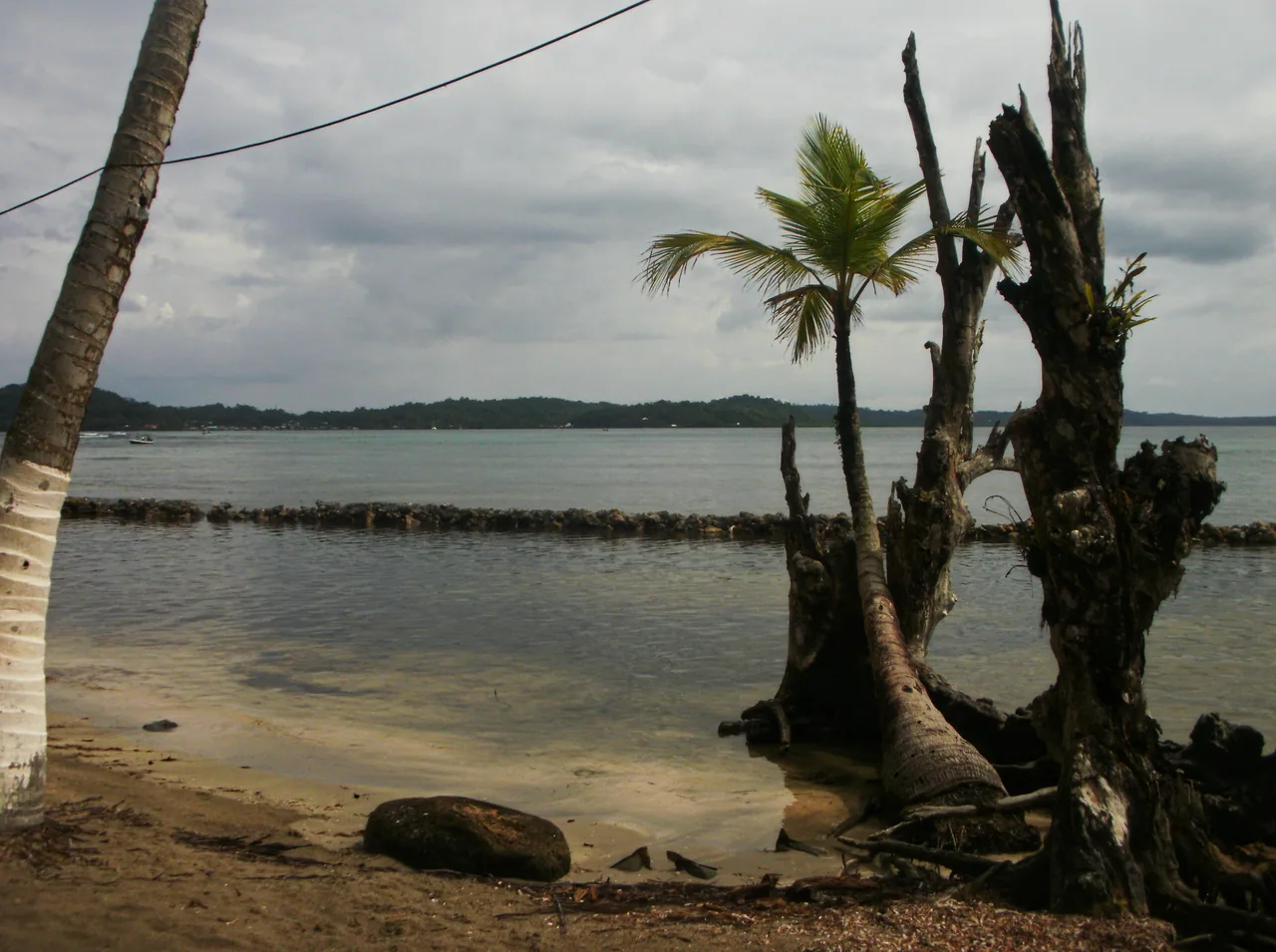 Palmeras y orilla de Isla Carenero bajo cielo nublado.