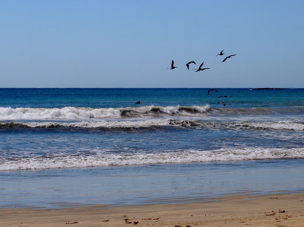 Pelicans above the waves at Playa Grande during the day.