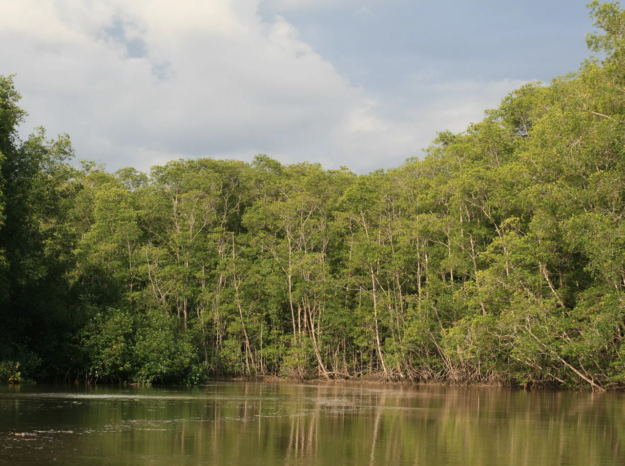 Espadilla Sur mangrove and lookout tower
