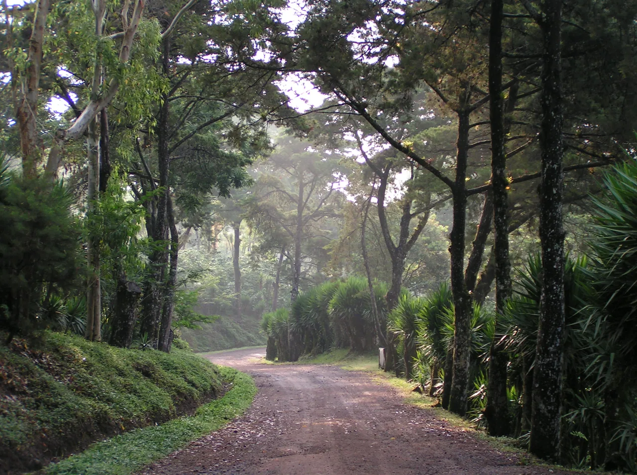 Selva Negra