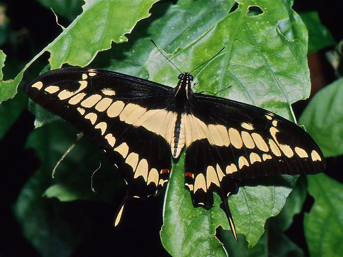 Monteverde Butterfly Gardens, Cerro Plano