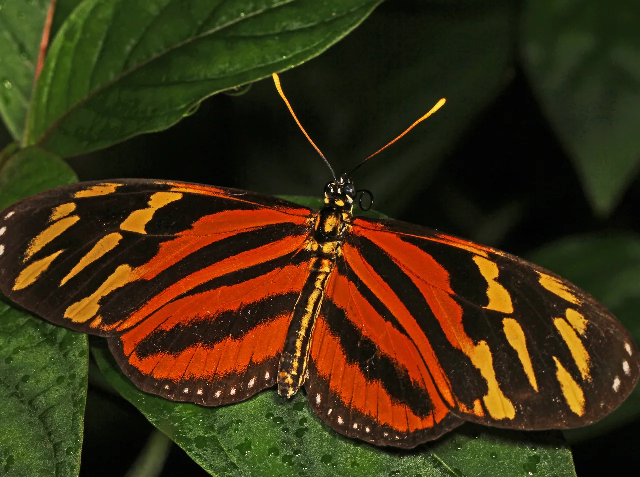Green Hills Butterfly Ranch