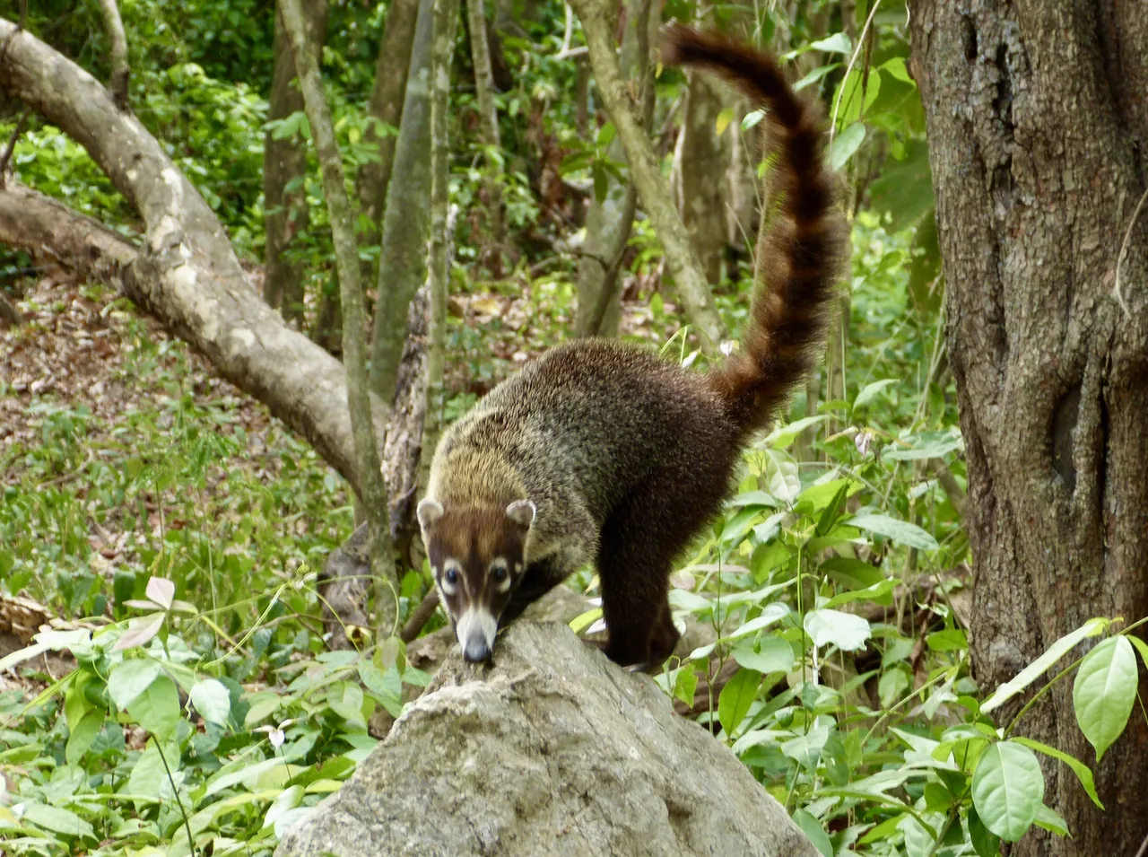 Pizote sobre una roca entre los árboles de la reserva biológica de Nosara.