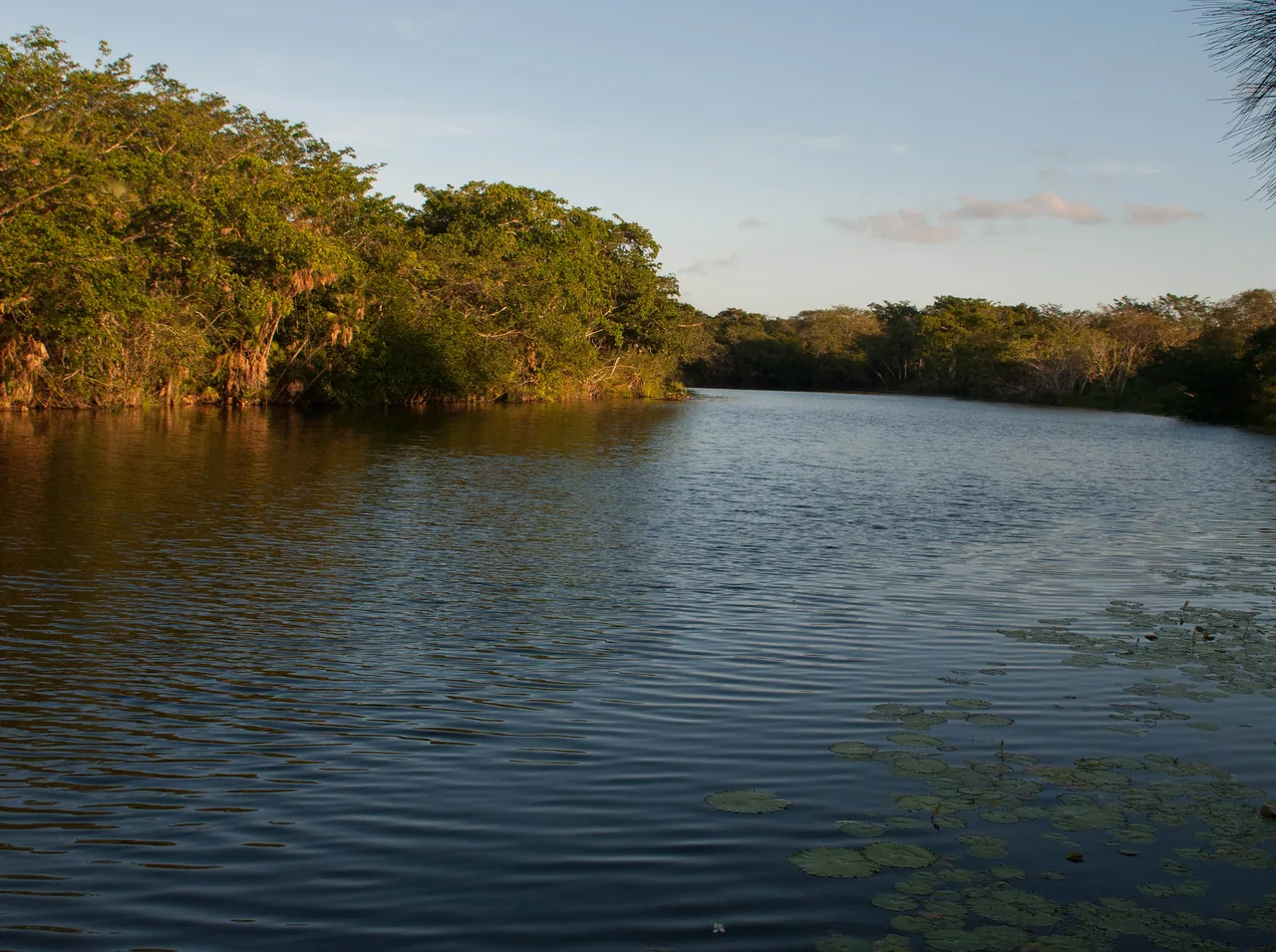Wide calm river with water lilies and trees along its banks at sunset.