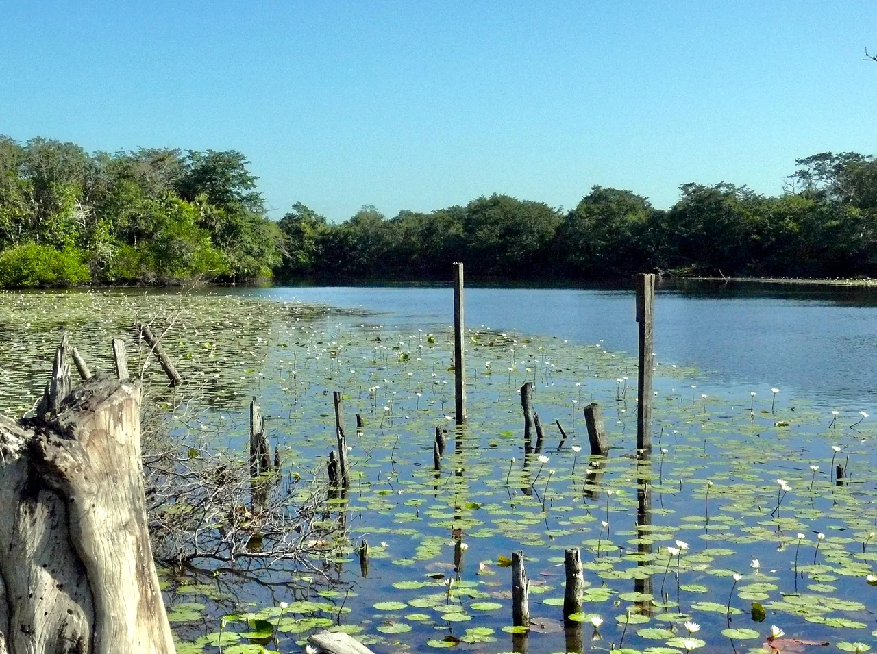 Lagoon with water lilies and wooden posts, with a forested shore behind.