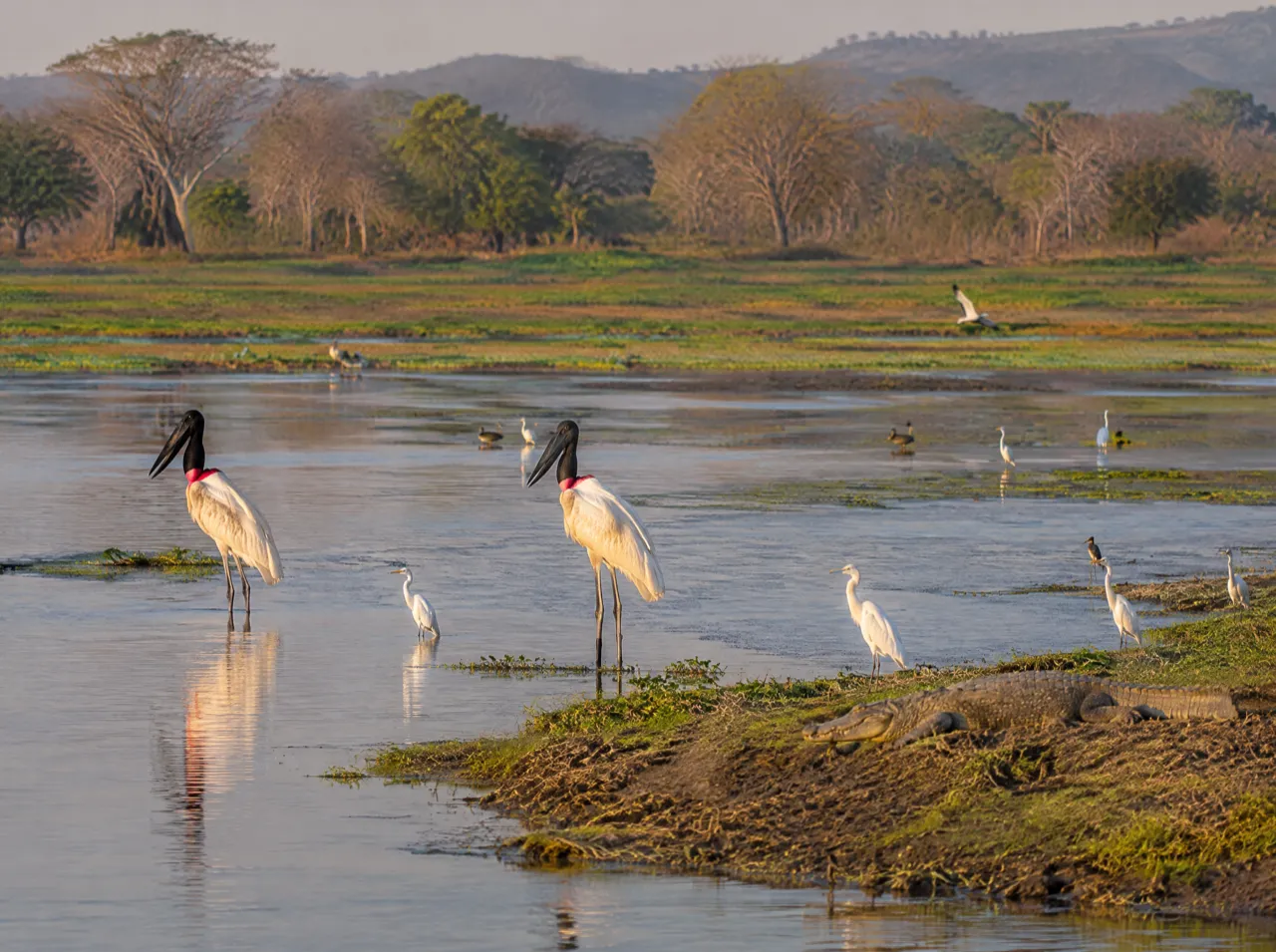 Palo Verde National Park and Tempisque boat trip