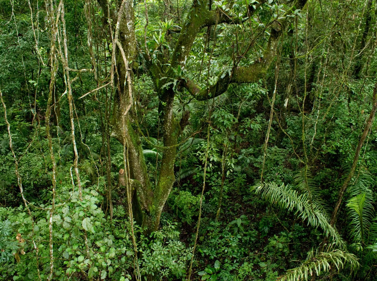 Tree trunks, vines and tropical vegetation viewed from Panama Rainforest Discovery Center.