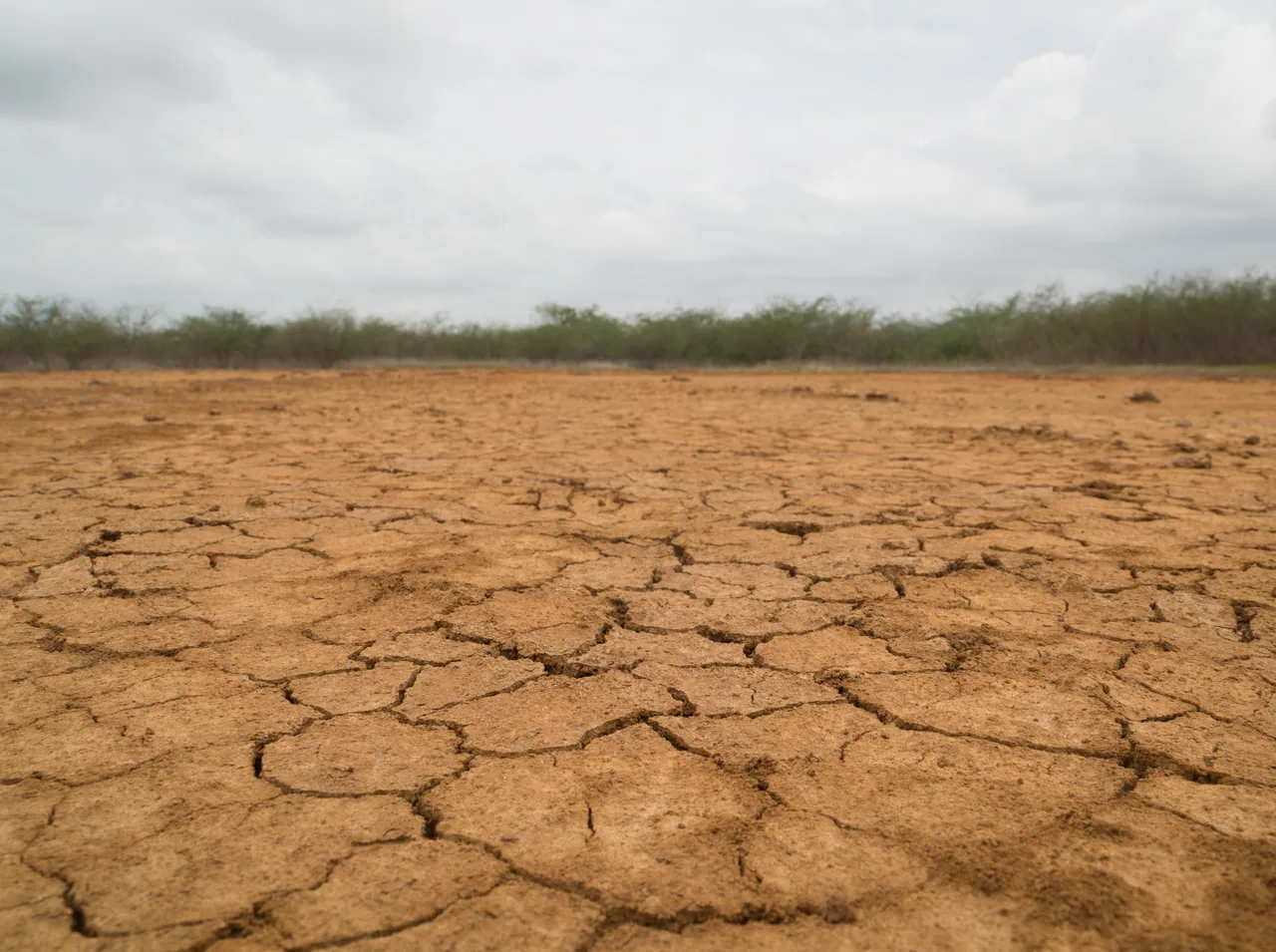 Dry, cracked ground with scrub in the background in Sarigua National Park.