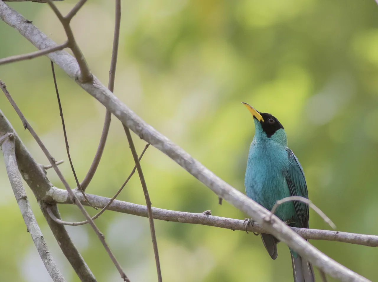 Ave de plumaje azul verdoso sobre una rama en el Parque Natural Metropolitano.
