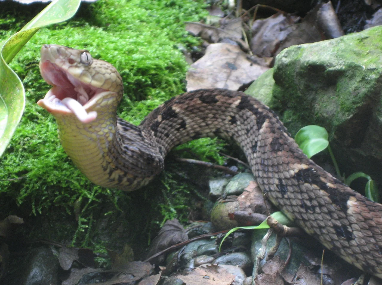 Snake feeding at Parque Reptilandia.