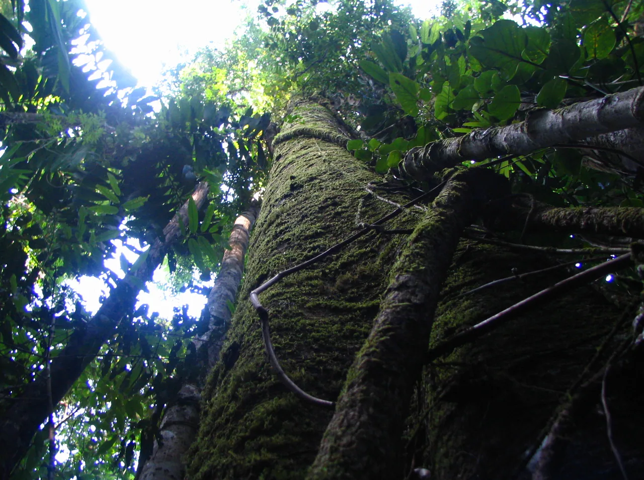 Moss-covered trunk and vines viewed toward the rainforest canopy in Piedras Blancas.